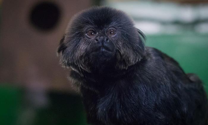 Goeldi Monkey